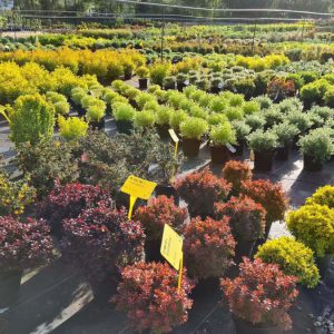 Pépiniériste et horticulteur